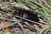 Prionus coriarius