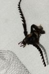 Prionus coriarius