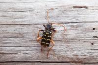 Plagionotus arcuatus