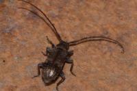 Exocentrus adspersus