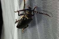 Prionus coriarius