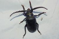 Prionus coriarius