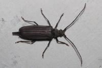 Aegosoma scabricorne