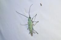 Saperda punctata