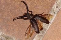 Prionus coriarius