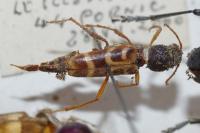 Xylotrechus arvicola