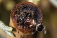 Poecilium alni