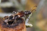 Poecilium alni