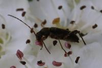 Grammoptera ruficornis