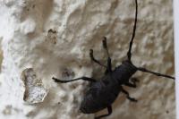 Morimus asper