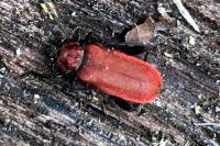 Pyrrhidium sanguineum