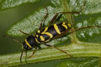 Clytus arietis