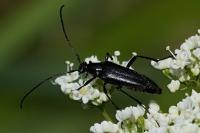 Rutpela nigra