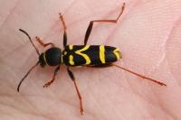 Clytus arietis