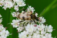 Pachytodes cerambyciformis