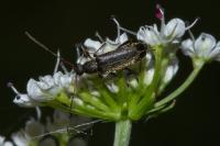 Grammoptera ruficornis
