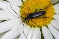 Rutpela nigra