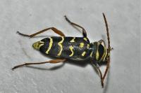 Plagionotus arcuatus