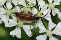 Alosterna tabacicolor