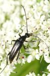 Rutpela nigra