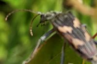 Rhagium bifasciatum