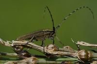 Agapanthia asphodeli