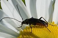 Rutpela nigra