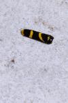 Clytus arietis