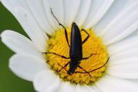 Rutpela nigra