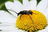 Anoplodera sexguttata