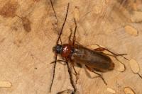Phymatodes testaceus