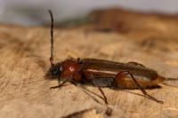 Phymatodes testaceus