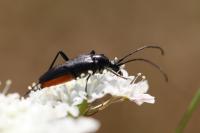 Rutpela nigra