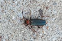 Phymatodes testaceus