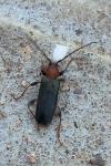 Phymatodes testaceus