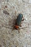Phymatodes testaceus