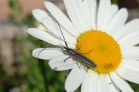 Agapanthia cardui