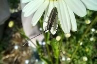 Agapanthia cardui