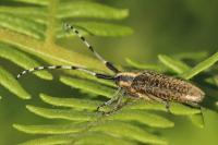 Agapanthia villosoviridescens