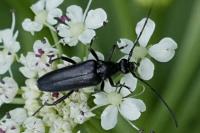 Rutpela nigra
