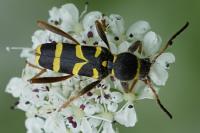 Clytus arietis