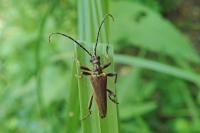 Stenocorus meridianus