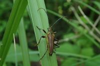 Stenocorus meridianus