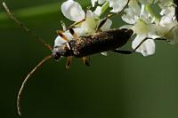 Grammoptera ruficornis