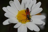 Stenurella bifasciata