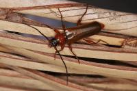 Phymatodes testaceus