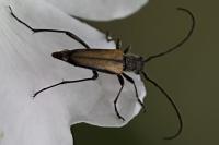 Anastrangalia dubia