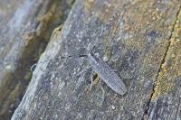 Agapanthia villosoviridescens