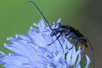 Rutpela nigra