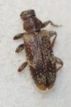 Exocentrus adspersus